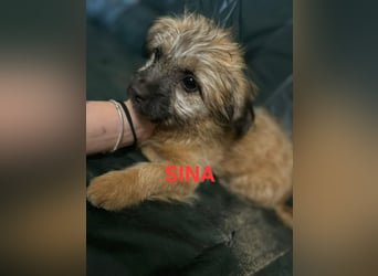 Sina, bezauberndes Wollknäuel