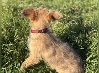 Amber, klein bleibende Welpin