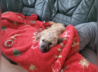 Sina, bezauberndes Wollknäuel