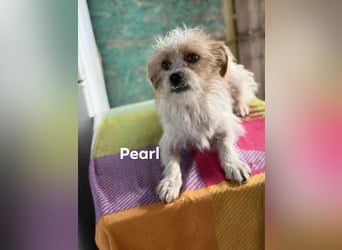Pearl, kleine Hündin