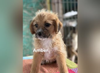 Amber, klein bleibende Welpin