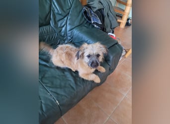 Sina, bezauberndes Wollknäuel