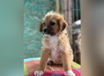 Amber, klein bleibende Welpin