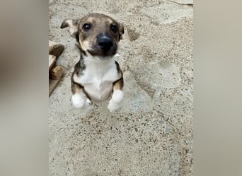 Bindi, kleine Hündin, 5 Monate alt