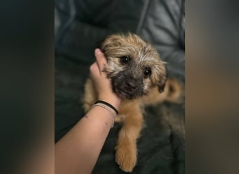 Sina, bezauberndes Wollknäuel