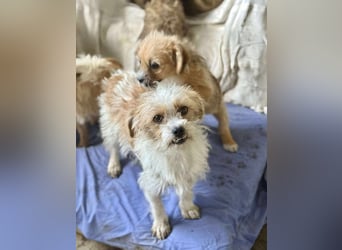 Pearl, kleine Hündin