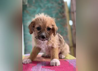 Amber, klein bleibende Welpin