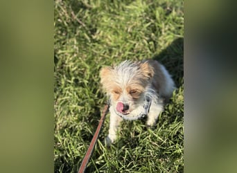 Pearl, kleine Hündin