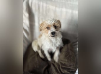 Pearl, kleine Hündin