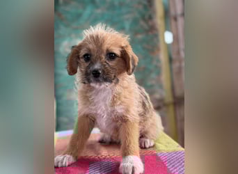 Amber, klein bleibende Welpin