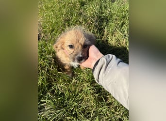 Amber, klein bleibende Welpin