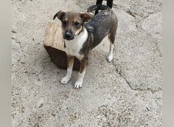 Bindi, kleine Hündin, 5 Monate alt