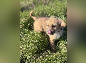 Amber, klein bleibende Welpin