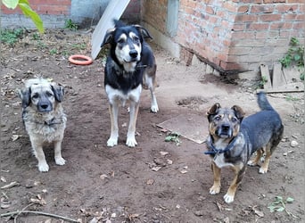 Lieber Petruscha sucht das große Glück