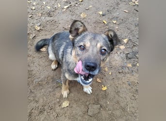 Lieber Petruscha sucht das große Glück