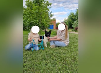 Lieber Willi sucht Familienanschluss