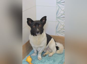 Lieber Willi sucht Familienanschluss