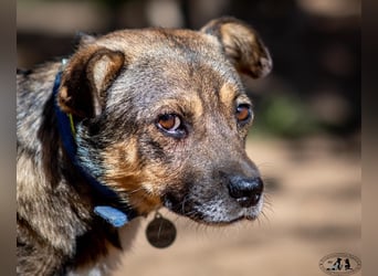 Lieber Petruscha sucht das große Glück