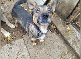 Lieber Petruscha sucht das große Glück