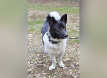 Lieber Willi sucht Familienanschluss