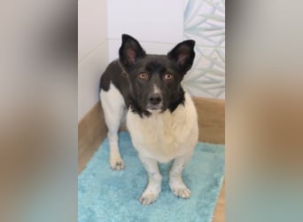 Lieber Willi sucht Familienanschluss