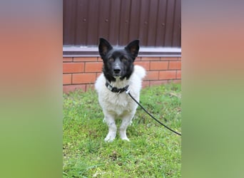 Lieber Willi sucht Familienanschluss