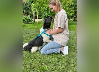 Lieber Willi sucht Familienanschluss