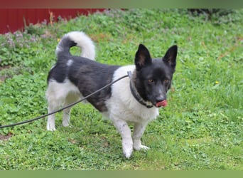 Lieber Willi sucht Familienanschluss