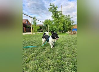 Lieber Willi sucht Familienanschluss