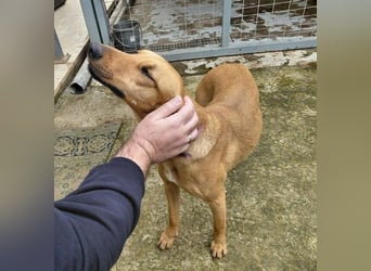 Nati – junge Hündin sucht ihr Für-immer-Zuhause