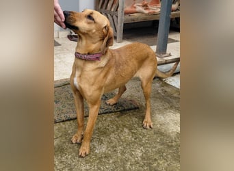 Nati – junge Hündin sucht ihr Für-immer-Zuhause