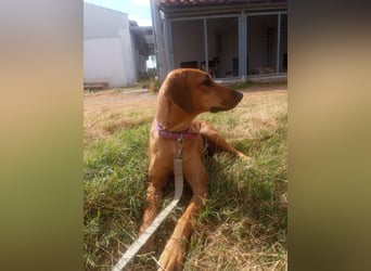 Nati – junge Hündin sucht ihr Für-immer-Zuhause