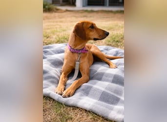 Nati – junge Hündin sucht ihr Für-immer-Zuhause