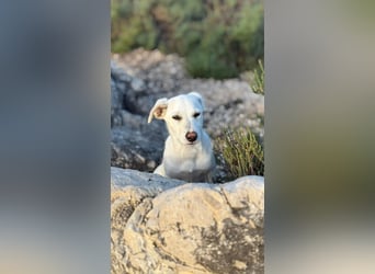 Imani: kleine Hündin sucht großes Glück