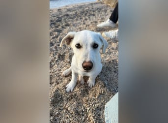 Imani: kleine Hündin sucht großes Glück