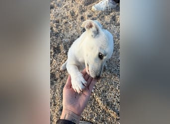 Imani: kleine Hündin sucht großes Glück