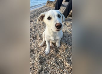 Imani: kleine Hündin sucht großes Glück