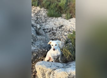 Imani: kleine Hündin sucht großes Glück