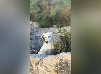 Imani: kleine Hündin sucht großes Glück