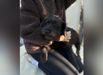 NEO - Junger Rüde, rundum verträglich, wenig haarend