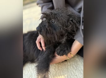 SAMU - Kleiner Mann sucht seine Fürimmer Familie!