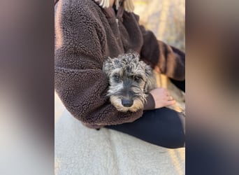 MILO - Kleiner Stubbel sucht seine Familie