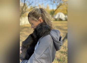 ZOEY - Zucker süße kleine Maus sucht ihre Familie