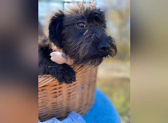 ZOEY - Zucker süße kleine Maus sucht ihre Familie