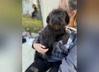 ZOEY - Zucker süße kleine Maus sucht ihre Familie