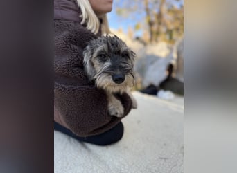 MILO - Kleiner Stubbel sucht seine Familie