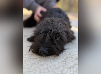 SAMU - Kleiner Mann sucht seine Fürimmer Familie!