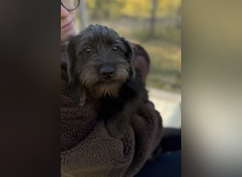 NEO - Junger Rüde, rundum verträglich, wenig haarend