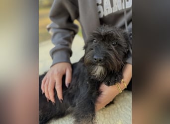 SAMU - Kleiner Mann sucht seine Fürimmer Familie!