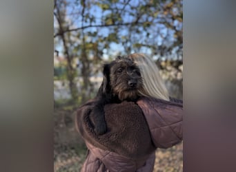 NEO - Junger Rüde, rundum verträglich, wenig haarend